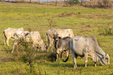 Brezilya 'da bir sığır çiftliğinin çayır bölgesinde zebu Nellore hayvanları sürüsü.
