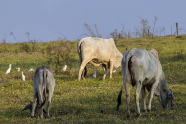 Zebu Nellore hayvanları ve balıkçıl kuşları Brezilya 'da bir sığır çiftliğinin otlak bölgesinde.