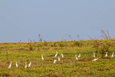 Brezilya 'da çayırdaki balıkçıl kuşları grubu