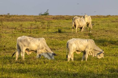 Brezilya 'da bir sığır çiftliğinin çayır bölgesinde zebu Nellore hayvanları sürüsü.