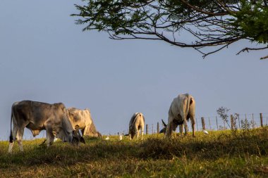 Brezilya 'da bir sığır çiftliğinin çayır bölgesinde zebu Nellore hayvanları sürüsü.