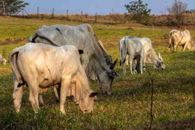Brezilya 'da bir sığır çiftliğinin çayır bölgesinde zebu Nellore hayvanları sürüsü.