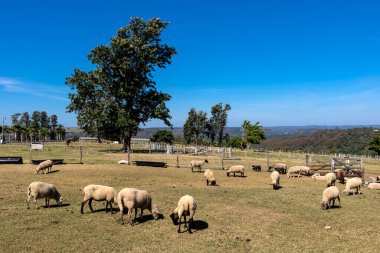 Brezilya 'da bir çiftlikte koyun yetiştiriyorum.