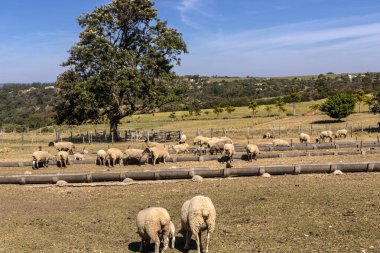 Brezilya 'da bir çiftlikte koyun yetiştiriyorum.