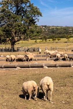 Brezilya 'da bir çiftlikte koyun yetiştiriyorum.