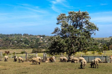 Brezilya 'da bir çiftlikte koyun yetiştiriyorum.