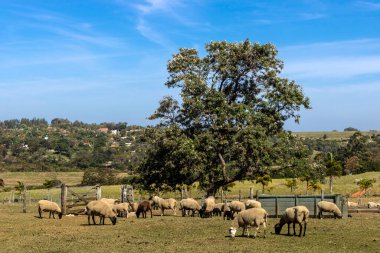 Brezilya 'da bir çiftlikte koyun yetiştiriyorum.