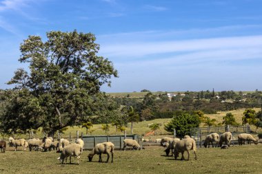 Brezilya 'da bir çiftlikte koyun yetiştiriyorum.