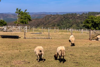Brezilya 'da bir çiftlikte koyun yetiştiriyorum.