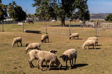 Brezilya 'da bir çiftlikte koyun yetiştiriyorum.