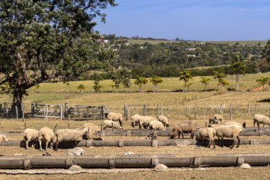 Brezilya 'da bir çiftlikte koyun yetiştiriyorum.