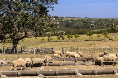 Brezilya 'da bir çiftlikte koyun yetiştiriyorum.