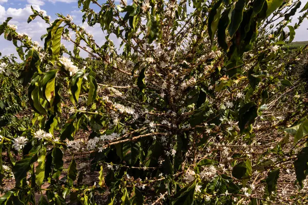 Brezilya 'nın Sao Paulo eyaletinde seçici odaklı beyaz renkli çiçeklerle birlikte kahve ağacı çiçek açar.