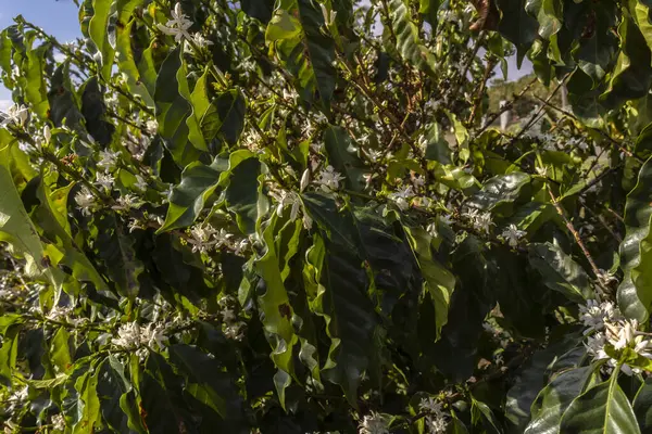 Brezilya 'nın Sao Paulo eyaletinde seçici odaklı beyaz renkli çiçeklerle birlikte kahve ağacı çiçek açar.