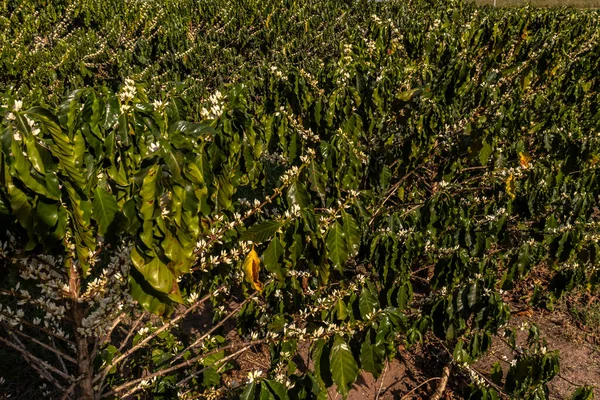 Brezilya 'nın Sao Paulo eyaletinde seçici odaklı beyaz renkli çiçeklerle birlikte kahve ağacı çiçek açar.