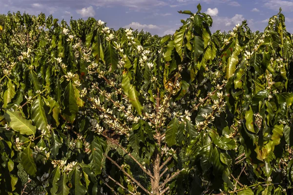 Brezilya 'nın Sao Paulo eyaletinde seçici odaklı beyaz renkli çiçeklerle birlikte kahve ağacı çiçek açar.