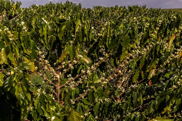Brezilya 'nın Sao Paulo eyaletinde seçici odaklı beyaz renkli çiçeklerle birlikte kahve ağacı çiçek açar.