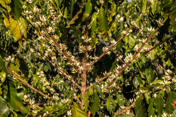 Brezilya 'nın Sao Paulo eyaletinde seçici odaklı beyaz renkli çiçeklerle birlikte kahve ağacı çiçek açar.