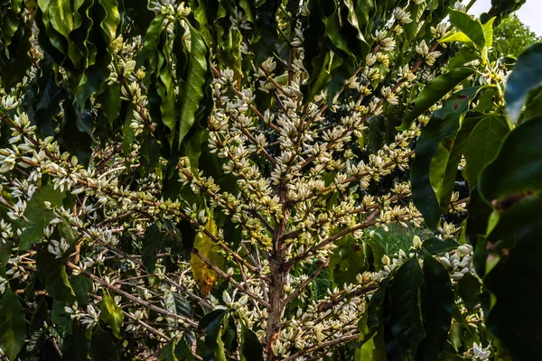 Brezilya 'nın Sao Paulo eyaletinde seçici odaklı beyaz renkli çiçeklerle birlikte kahve ağacı çiçek açar.