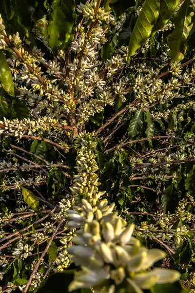 Brezilya 'nın Sao Paulo eyaletinde seçici odaklı beyaz renkli çiçeklerle birlikte kahve ağacı çiçek açar.