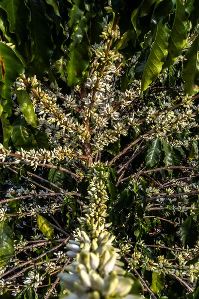 Brezilya 'nın Sao Paulo eyaletinde seçici odaklı beyaz renkli çiçeklerle birlikte kahve ağacı çiçek açar.