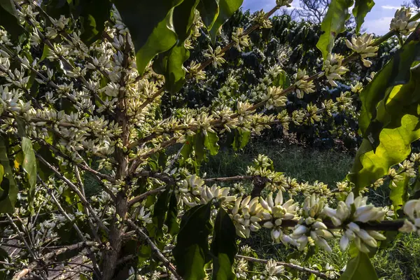 Brezilya 'nın Sao Paulo eyaletinde seçici odaklı beyaz renkli çiçeklerle birlikte kahve ağacı çiçek açar.