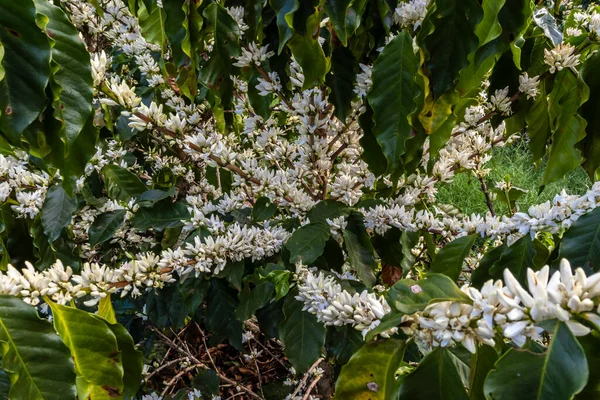 Brezilya 'nın Sao Paulo eyaletinde seçici odaklı beyaz renkli çiçeklerle birlikte kahve ağacı çiçek açar.