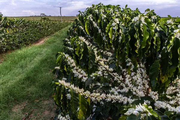 Brezilya 'nın Sao Paulo eyaletinde seçici odaklı beyaz renkli çiçeklerle birlikte kahve ağacı çiçek açar.