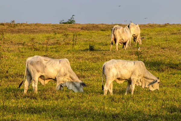 Brezilya 'da bir sığır çiftliğinin çayır bölgesinde zebu Nellore hayvanları sürüsü.