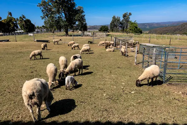 Brezilya 'da bir çiftlikte koyun yetiştiriyorum.
