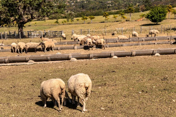 Brezilya 'da bir çiftlikte koyun yetiştiriyorum.