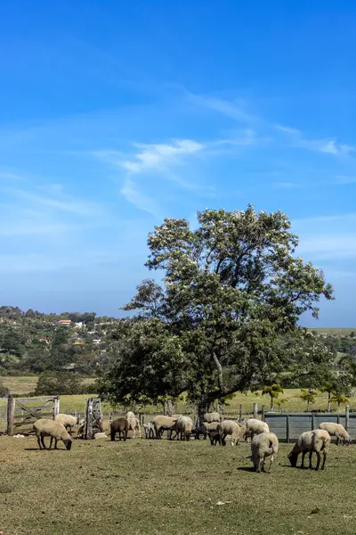 Brezilya 'da bir çiftlikte koyun yetiştiriyorum.