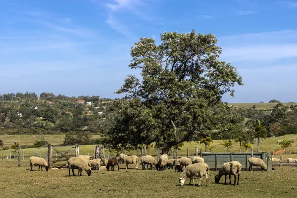 Brezilya 'da bir çiftlikte koyun yetiştiriyorum.