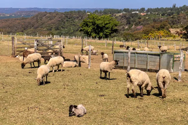 Brezilya 'da bir çiftlikte koyun yetiştiriyorum.
