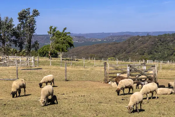 Brezilya 'da bir çiftlikte koyun yetiştiriyorum.