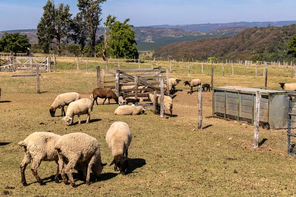 Brezilya 'da bir çiftlikte koyun yetiştiriyorum.