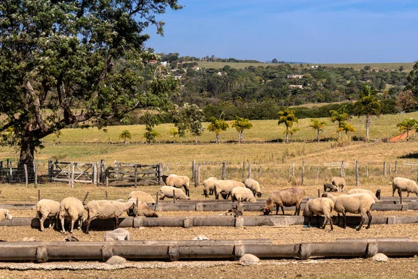 Brezilya 'da bir çiftlikte koyun yetiştiriyorum.
