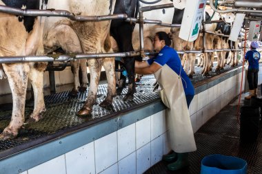 Goias, Brezilya, 24 Şubat 2022 Brezilya 'nın kuzeyinde Schleswig inek çiftliğinde otomatik sağma sistemi endüstrisi.