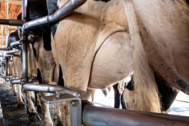 Brezilya 'nın kuzeyinde Schleswig inek çiftliğinde otomatik sağma sistemi endüstrisi