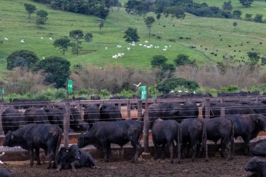 Aberdeen Angus sürüsü Brezilya 'da bir sığır çiftliğinin hapsedilmiş bölgesinde hayvan yetiştiriyor.