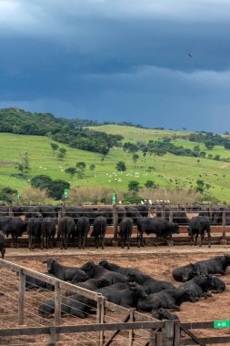 Aberdeen Angus sürüsü Brezilya 'da bir sığır çiftliğinin hapsedilmiş bölgesinde hayvan yetiştiriyor.