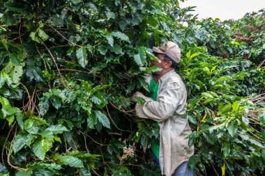 Vera Cruz, Sao Paulo, Brezilya, Haziran 03, 2022. Vera Cruz şehrindeki Brezilya çiftliğinde elle kahve hasadı.
