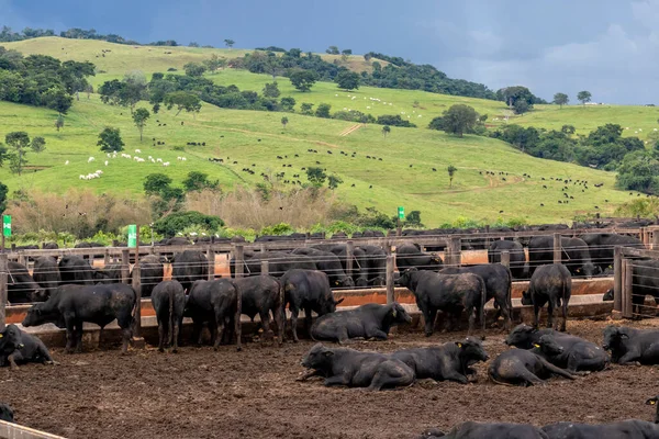 Herd of Aberdeen Angus breed animals in the confinement area of a beef cattle farm in Brazil