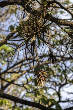 Bir ağaç kütüğünde asılı olan hava santrali (Tillandsia trikolepis). Brezilya 'da kopyalama alanı ve seçici odak ile.