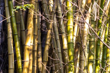 Bambu koruluğu (Bambusa vulgaris) Brezilya 'da, ormanın içinde. Bambu dekorasyon ve inşaatlarda yaygın olarak kullanılır..