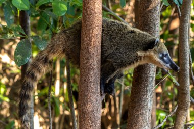 Güney Amerika Koati, Nasua Nasua Brezilya 'daki Atlantik Rianforest' da