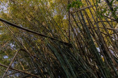 Bambu koruluğu (Bambusa vulgaris) Brezilya 'da, ormanın içinde. Bambu dekorasyon ve inşaatlarda yaygın olarak kullanılır..