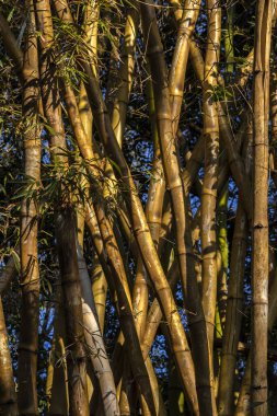 Bambu koruluğu (Bambusa vulgaris) Brezilya 'da, ormanın içinde. Bambu dekorasyon ve inşaatlarda yaygın olarak kullanılır..