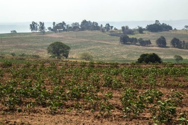 Brezilya 'da manyok ya da manyok tarı.
