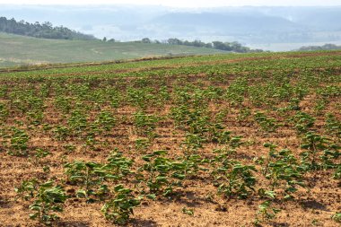 Brezilya 'da manyok ya da manyok tarı.